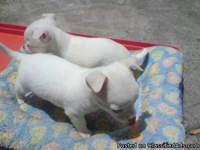 Hervorragende Chihuahua-Welpen (Apfelkopf-Typ)