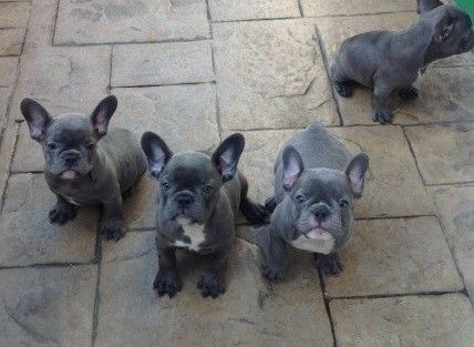Erstklassige Welpen der Rasse Französische Bulldogge (Farbe: Blau).