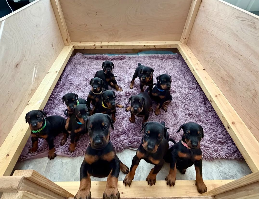 Dobermannwelpen zu verkaufen