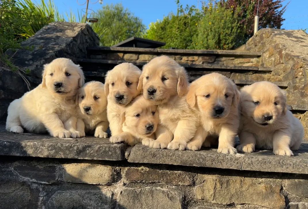 Wir suchen ein liebevolles Zuhause für unsere Golden-Retriever-Welpen.