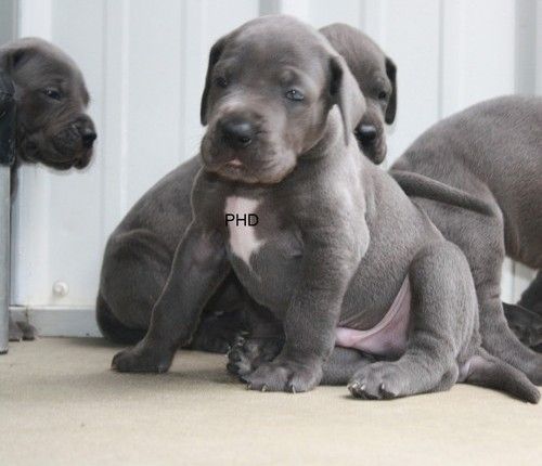 Bezaubernde Deutsche Doggen-Welpen