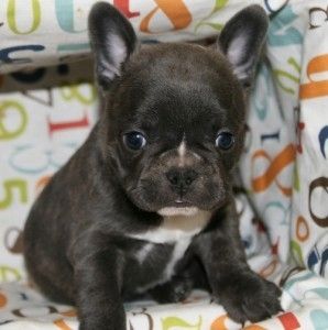 Französische Bulldoggen suchen ein neues Zuhause