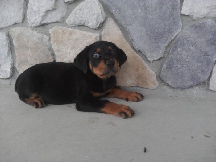 Deutsche Rottweiler