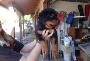 Schwarz-braune Rottweiler zur Adoption