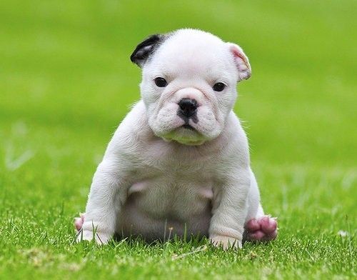 Englische Bulldoggen-Welpen