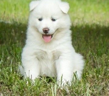 Reinrassige Siberian-Husky-Welpen