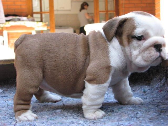 Englische Bulldoggen-Welpen abzugeben