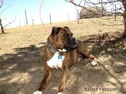 AKC-Boxerwelpen