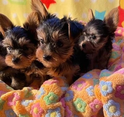 Yorkshire-Terrier-Welpen,