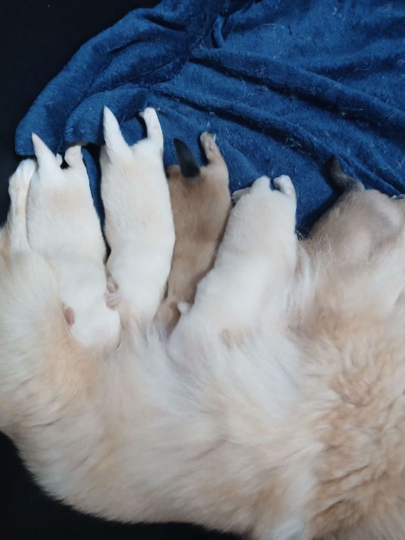 Süße Pomchi Welpen (Chihuahua - Pomeranian Zwergspitz)