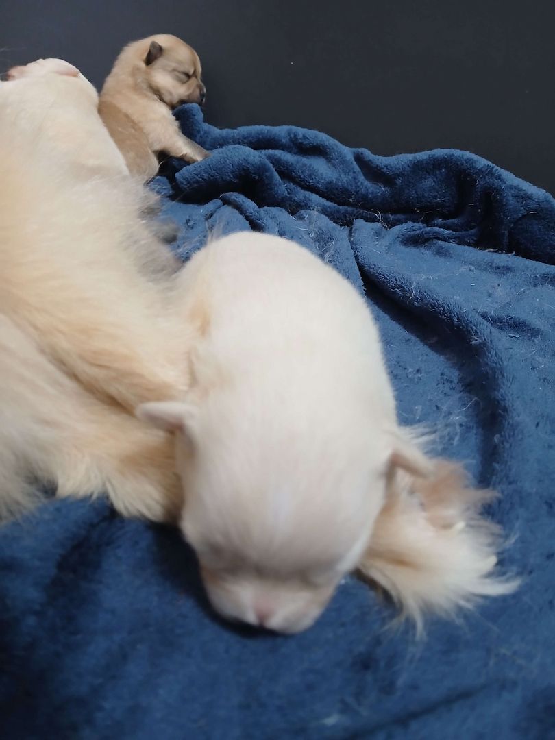 Süße Pomchi Welpen (Chihuahua - Pomeranian Zwergspitz)