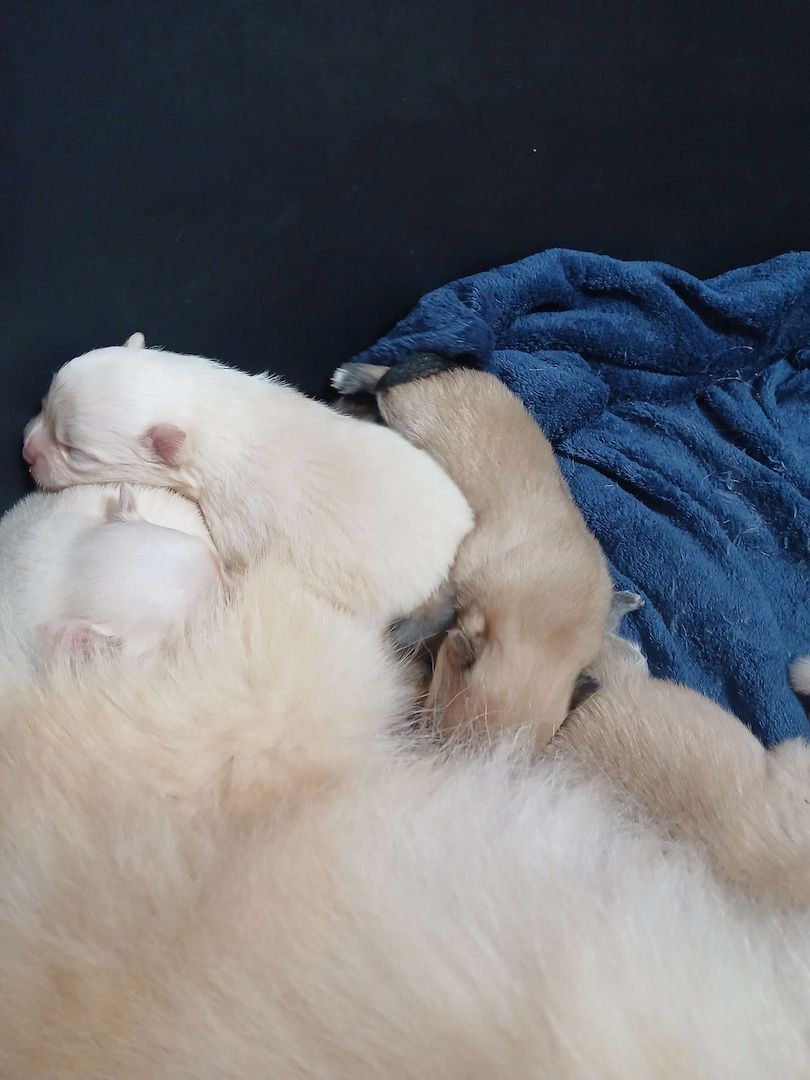 Süße Pomchi Welpen (Chihuahua - Pomeranian Zwergspitz)