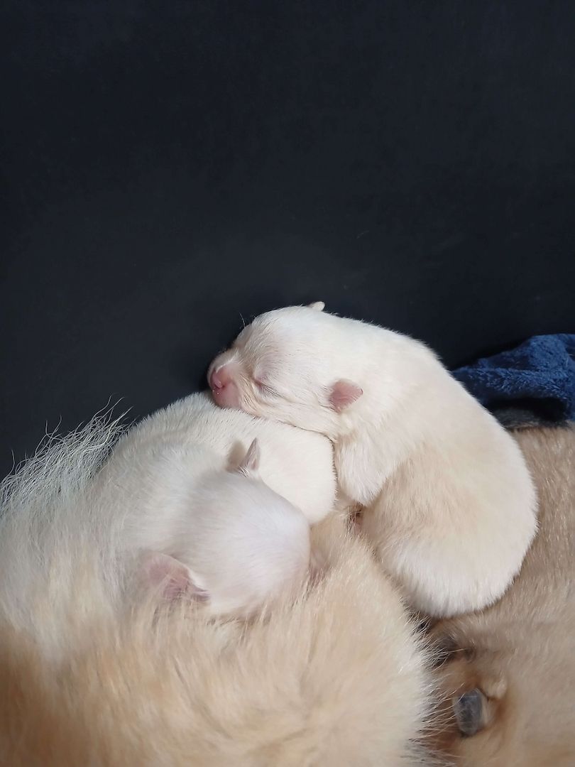 Süße Pomchi Welpen (Chihuahua - Pomeranian Zwergspitz)
