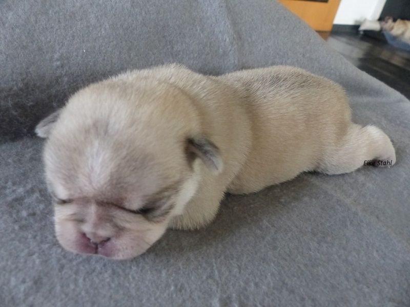 Altdeutsche Mops Welpen, frei atmend, mit Stammbaum, suchen ein neues Zuhause