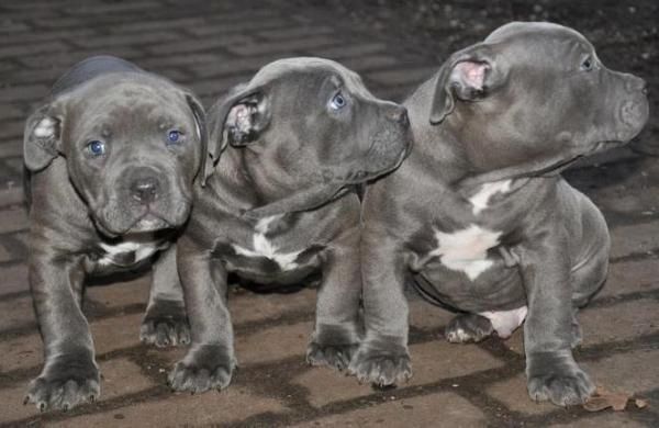 American-Pitbull-Welpen