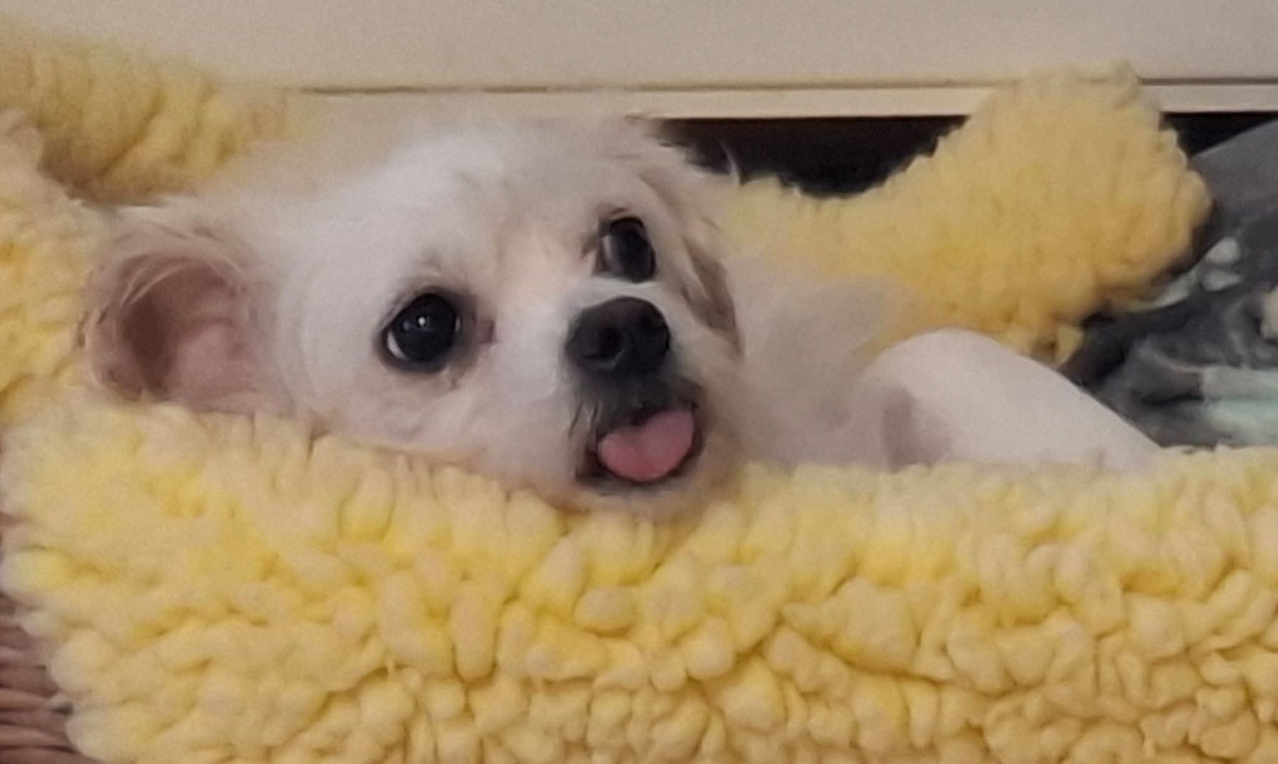 Maya - kleine süße Hundedame