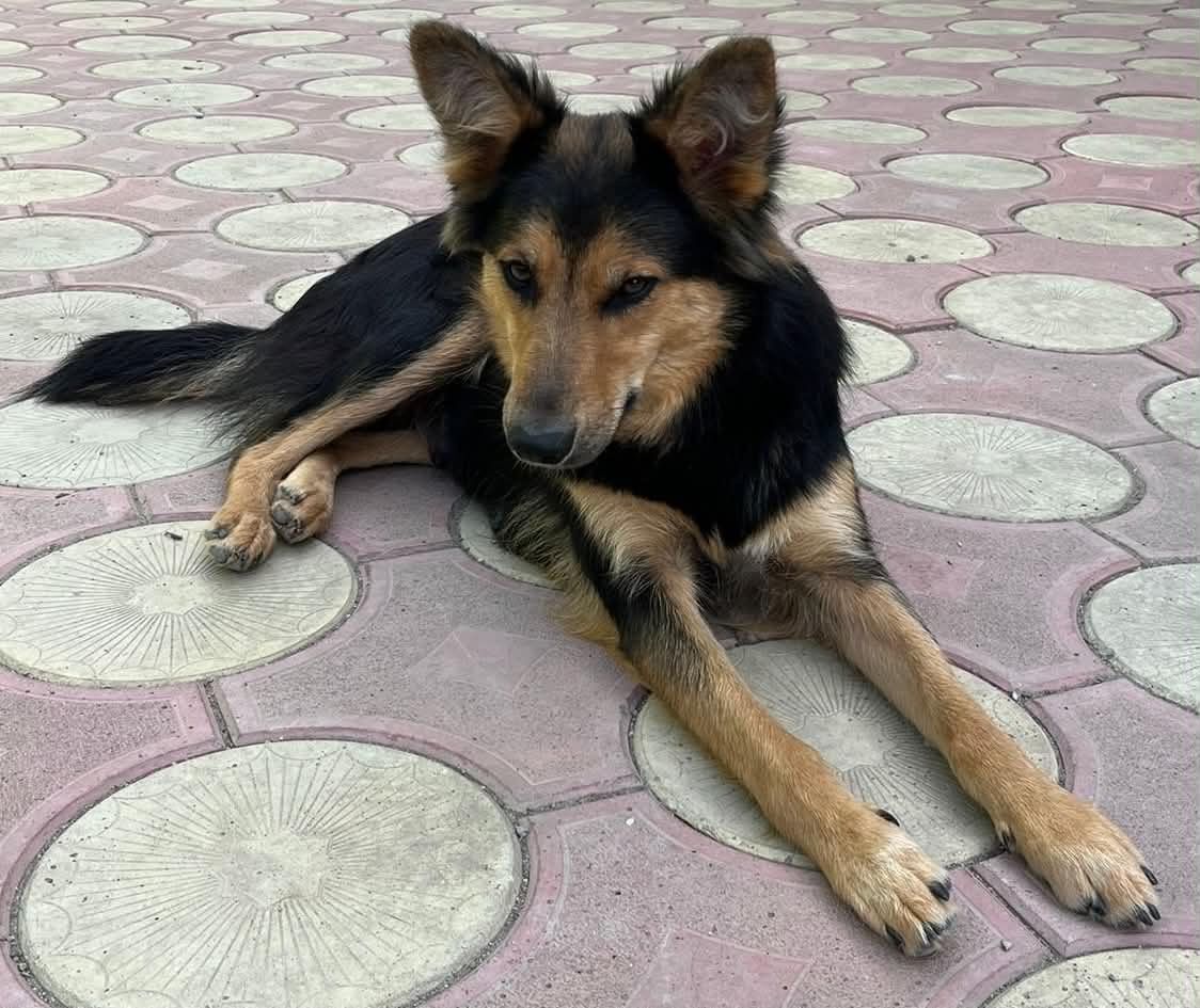 Nala - hat einen bezaubernden Charakter