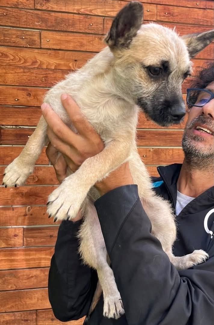Ruby - meine Schwester hat bereits ein Zuhause