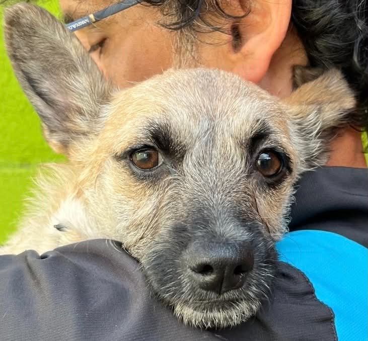 Ruby - meine Schwester hat bereits ein Zuhause