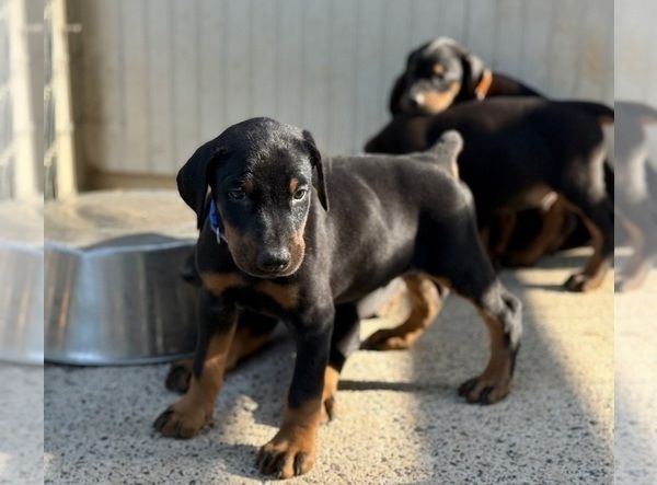 KC-registrierte Dobermann-Welpen zu verkaufen