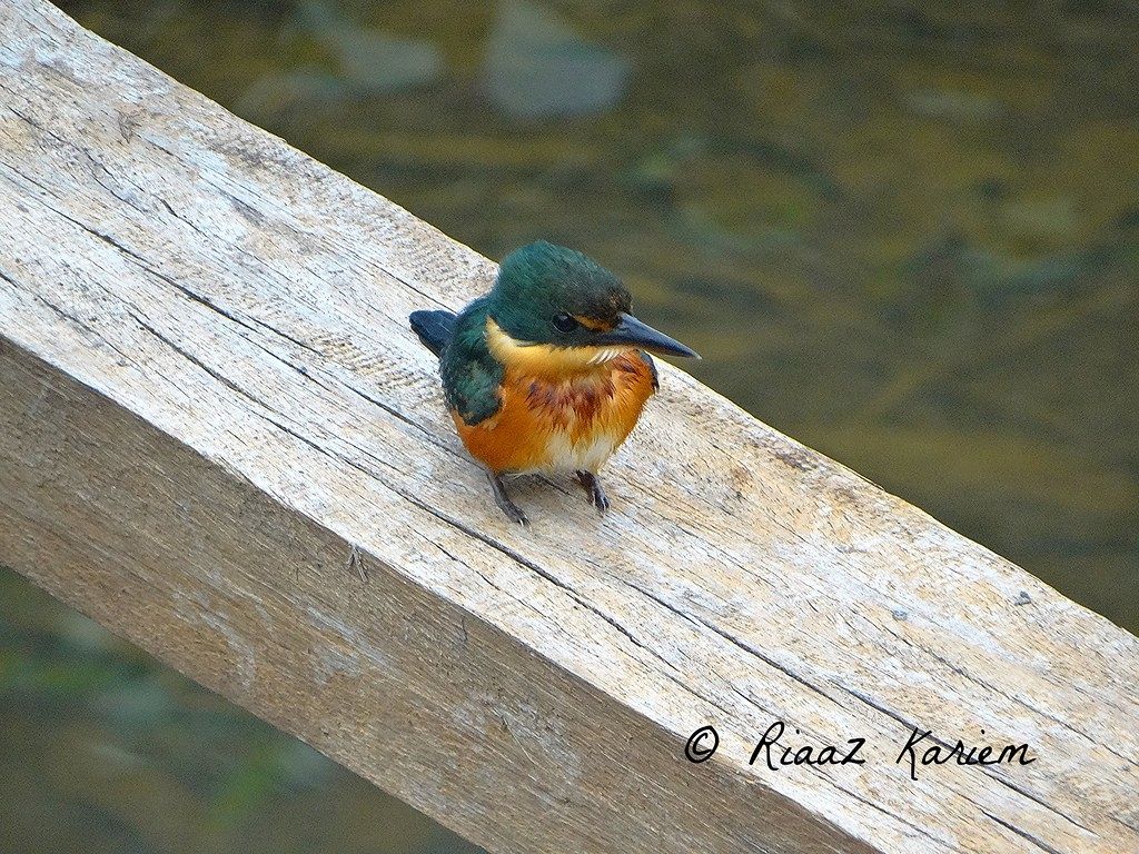 Aras zu verkaufen