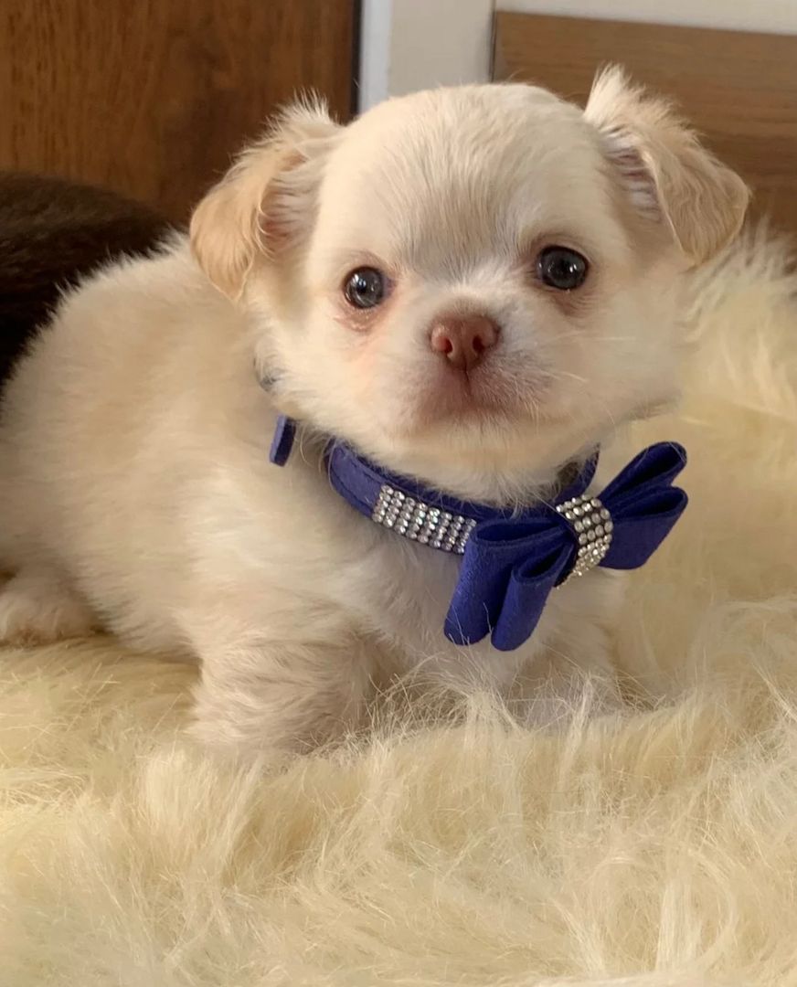 Chihuahua-Welpen zu verkaufen