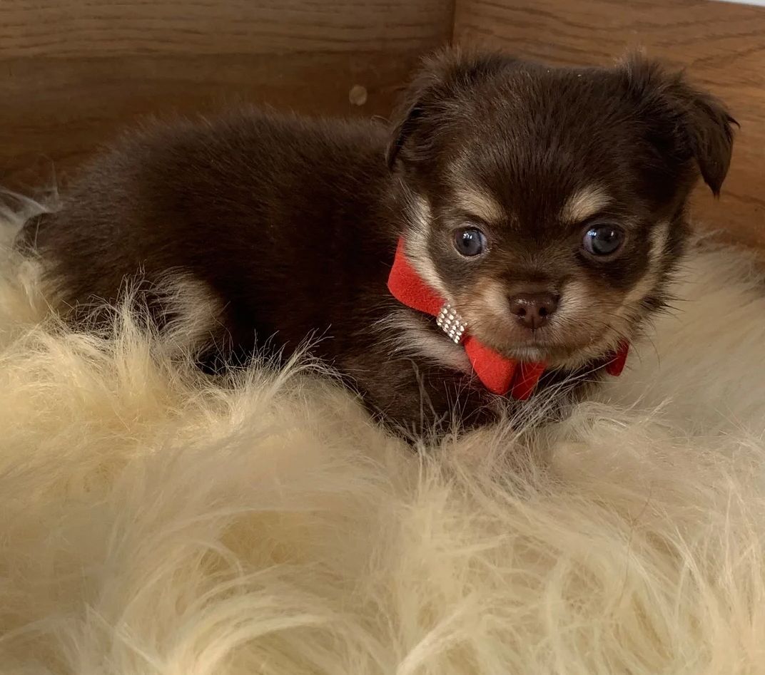 Chihuahua-Welpen zu verkaufen