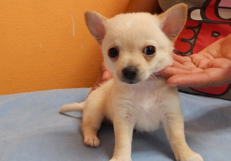 Chihuahua-Welpen zu verkaufen