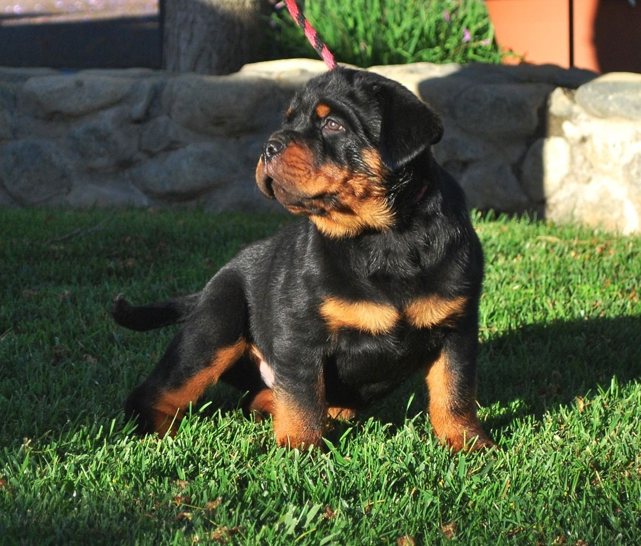 Rottweiler-Welpen. WhatsApp: +44 7469 456352