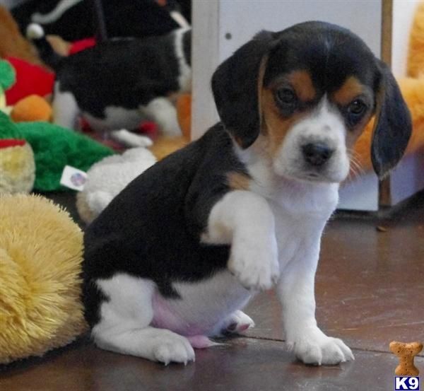 Beagle-Welpen. WhatsApp: +44 7469 456352