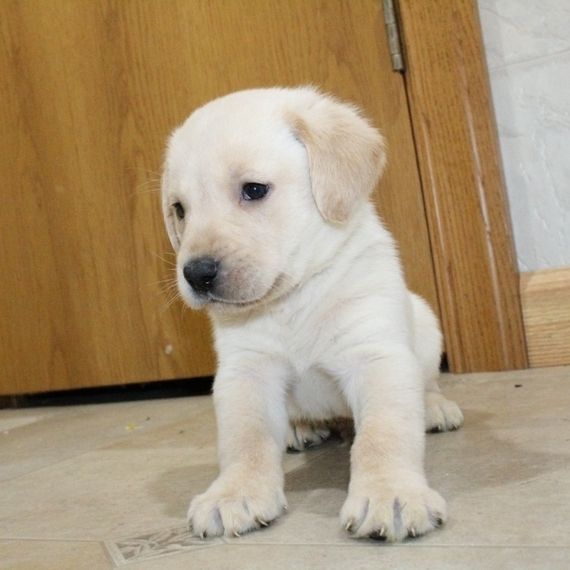 Labrador-Welpen. WhatsApp: +44 7469 456352