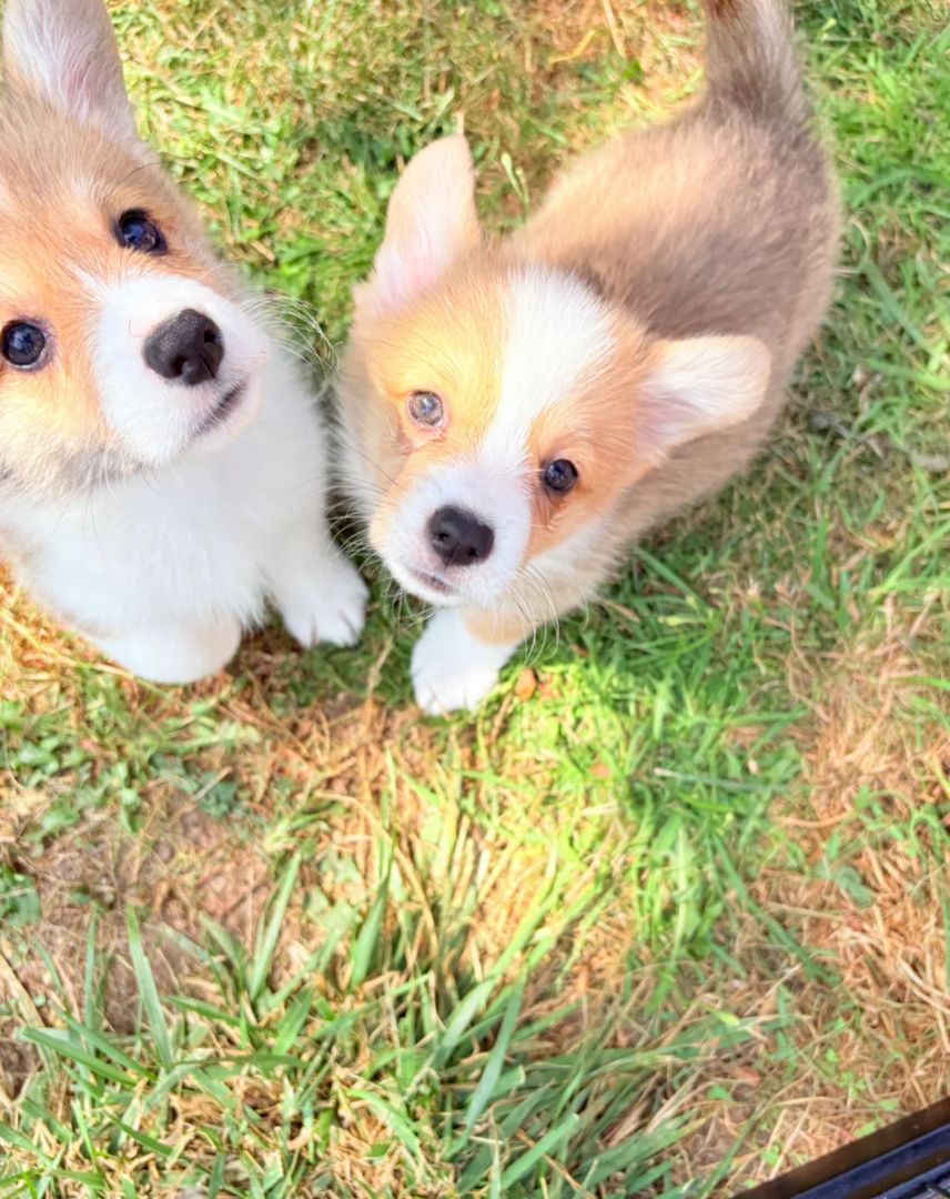 Corgi-Welpen zu adoptieren