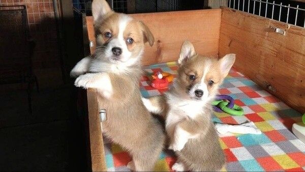 Corgi-Welpen zu adoptieren