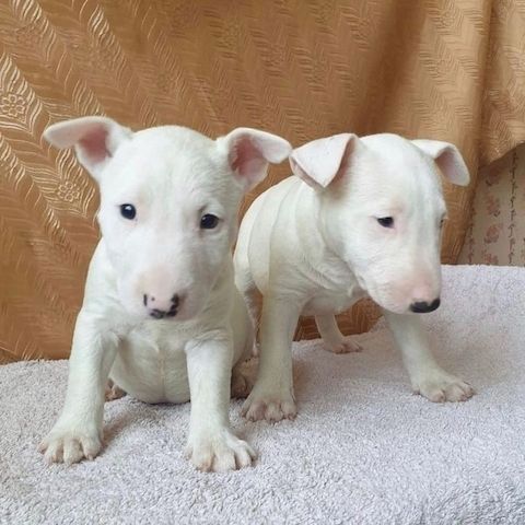 Bullterrierwelpen,,