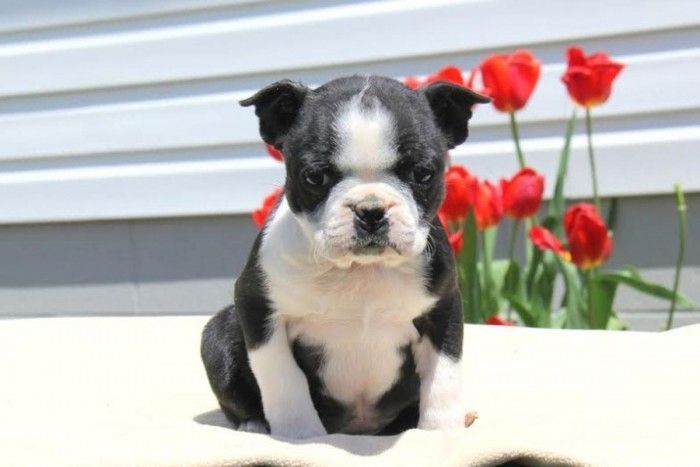 Blaue Boston-Terrier-Welpen (Rüden)