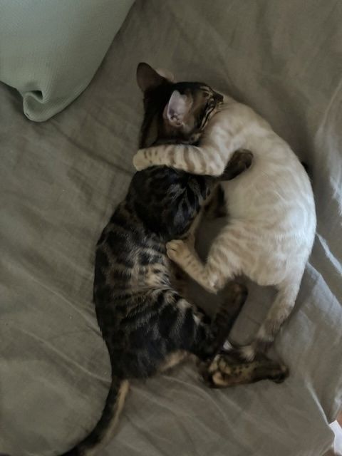 Reinrassige Bengal-Katzen in liebevolle Hände abzugeben, mit Stammbaum.