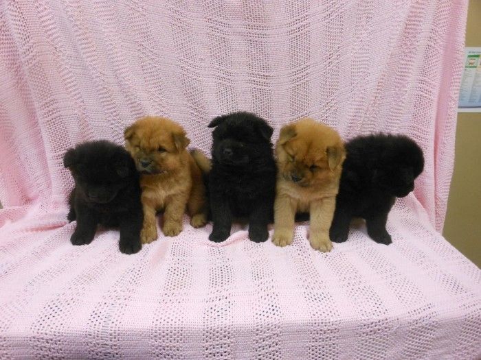 Sehr verspielte Chow-Chow-Welpen zu verkaufen