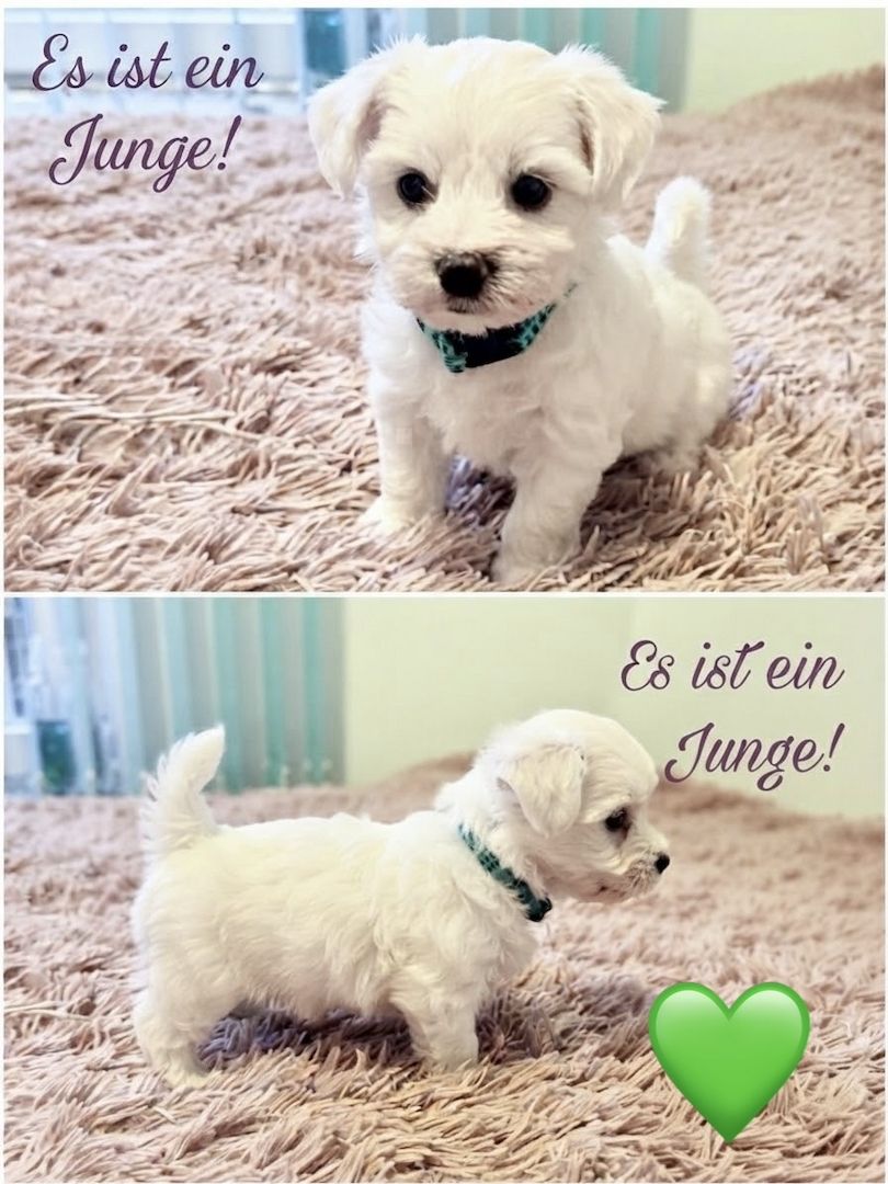 Liebevolle Malteser-Welpen – 4 Mädchen & 2 Jungen