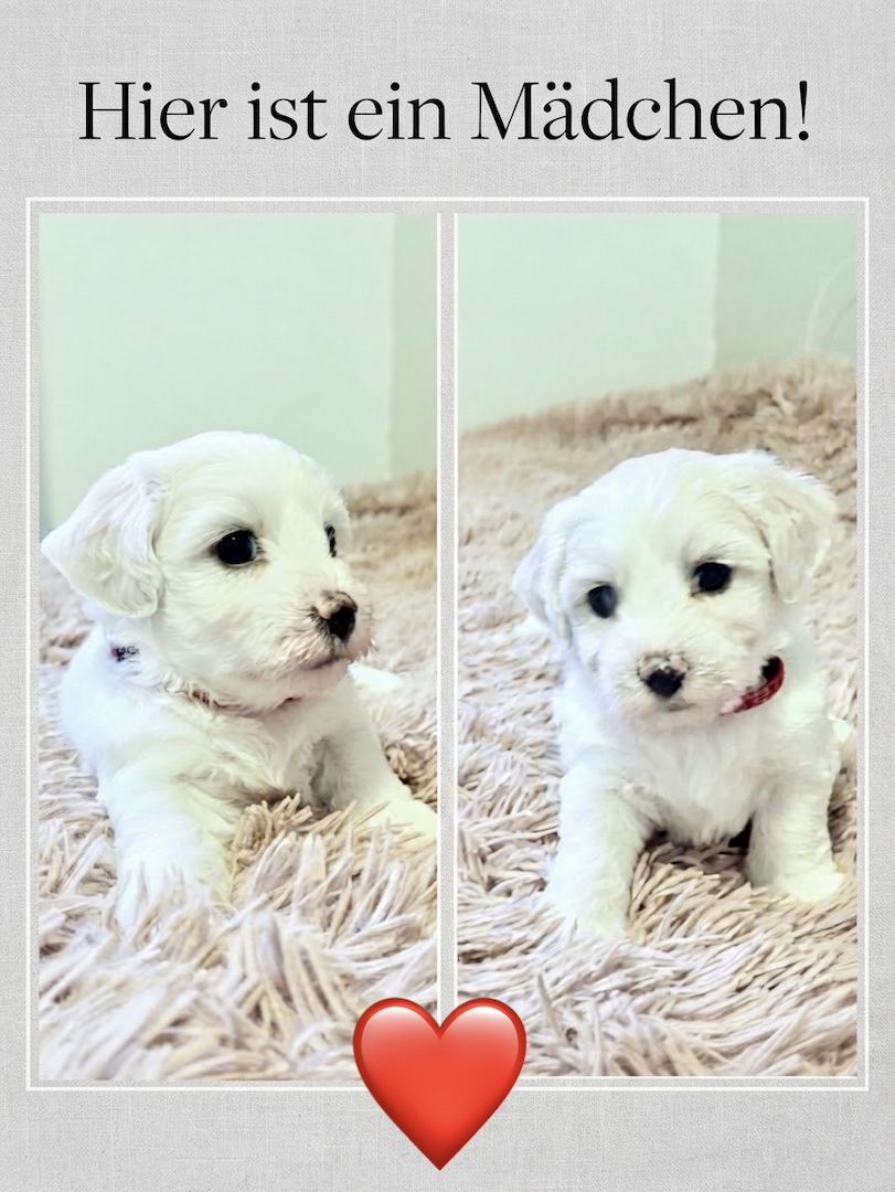 Liebevolle Malteser-Welpen – 4 Mädchen & 2 Jungen