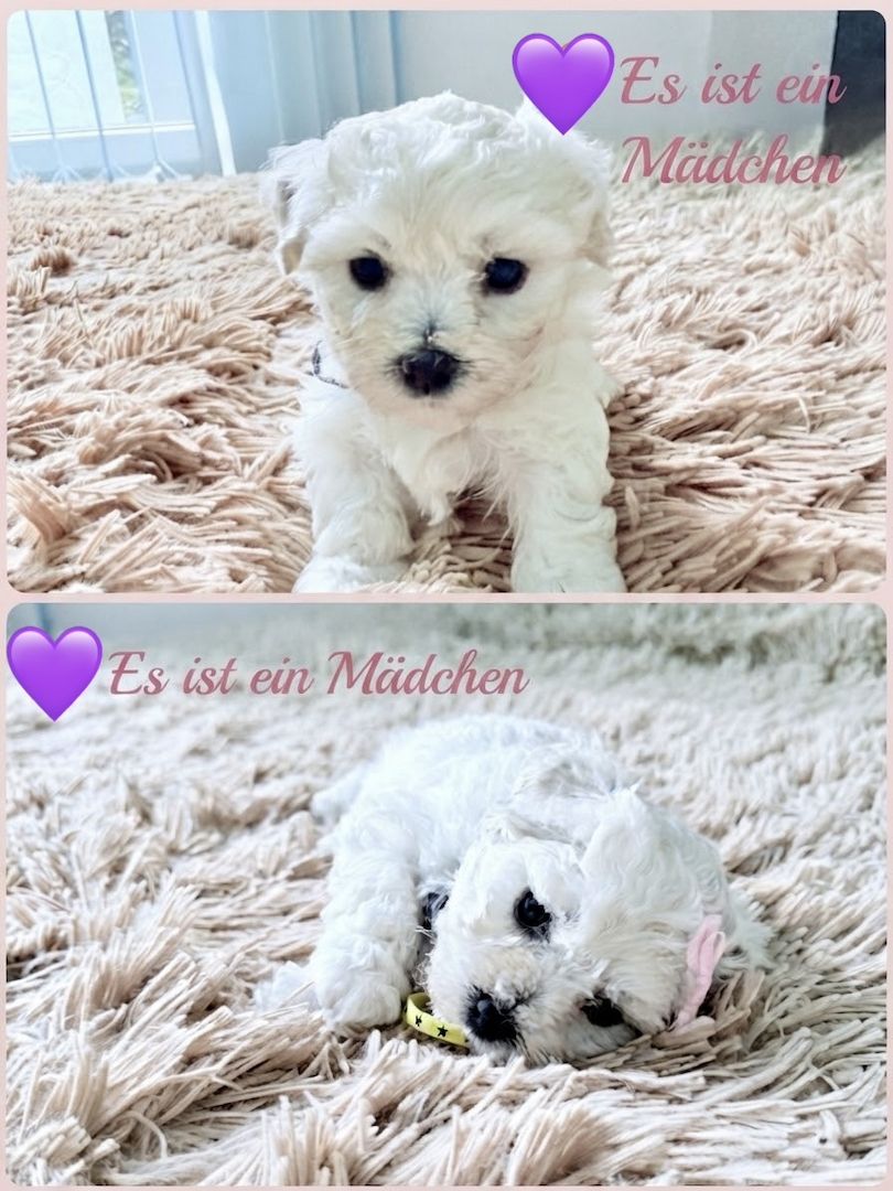 Liebevolle Malteser-Welpen – 4 Mädchen & 2 Jungen