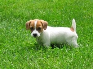 Reinrassige Jack Russell Terrier