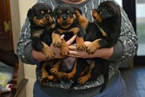 Registrierte Rottweiler