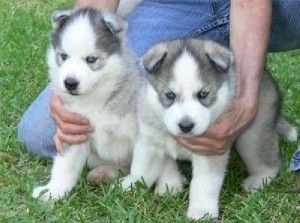 Süßer Siberian-Husky-Wurf