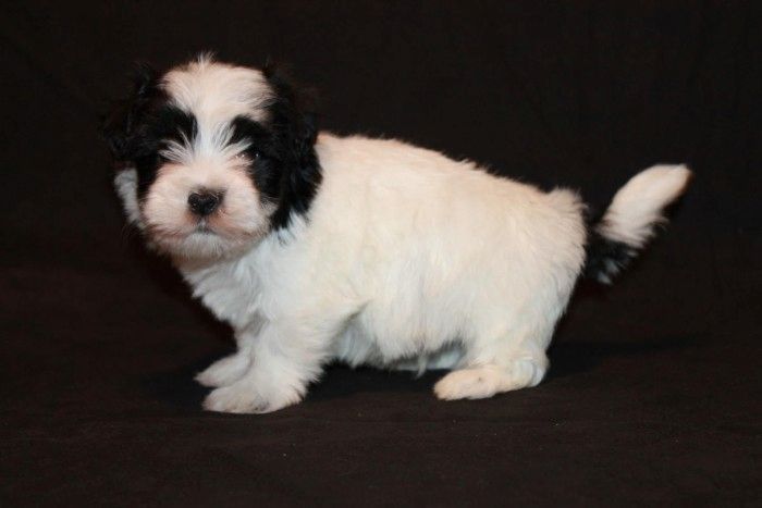 Havaneser-Welpen zur Adoption