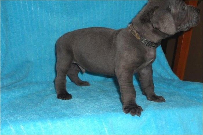 Wunderschöne Deutsche Doggen-Welpen