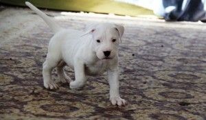 Dogo-Argentino-Welpen