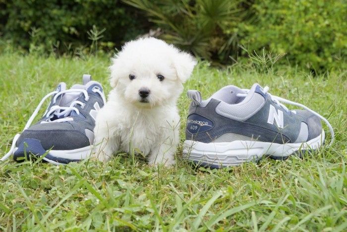 Bichon-Frisé-Welpe (Weibchen)
