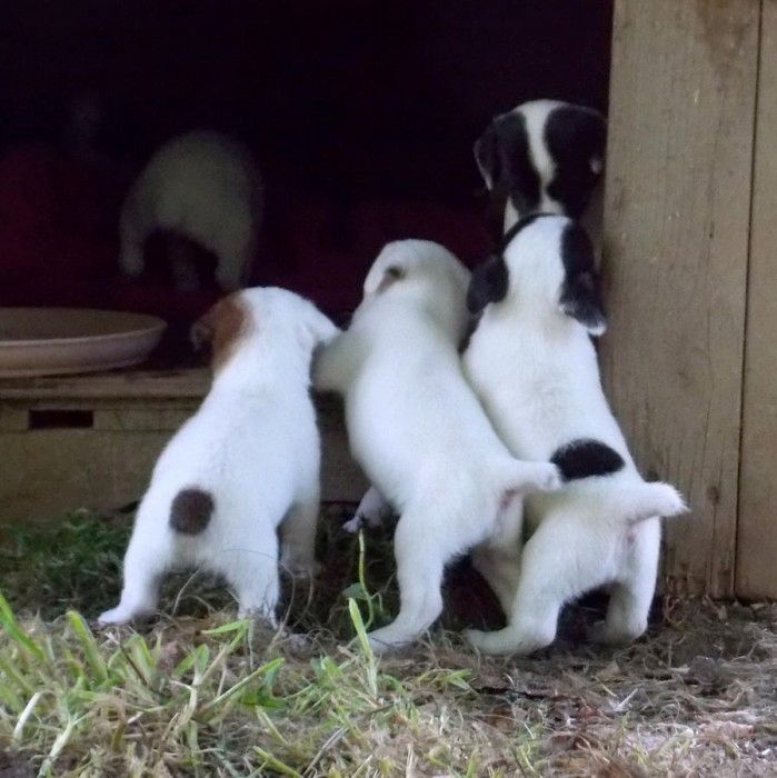 Parson Jack Russell Terrier-Welpen