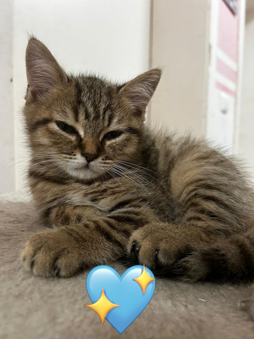 🐾 3 kleine Kater & 1 bezaubernde Katze suchen ihr Für-immer-Zuhause 🐾❤️