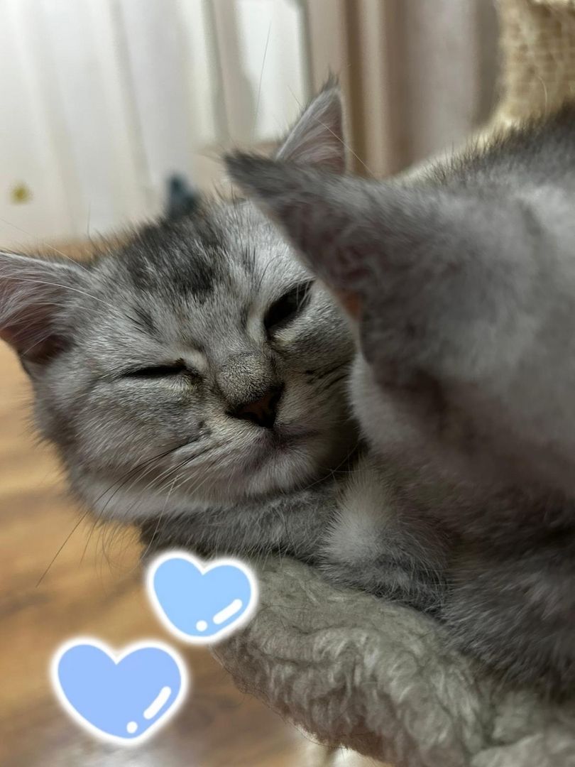 🐾 3 kleine Kater & 1 bezaubernde Katze suchen ihr Für-immer-Zuhause 🐾❤️